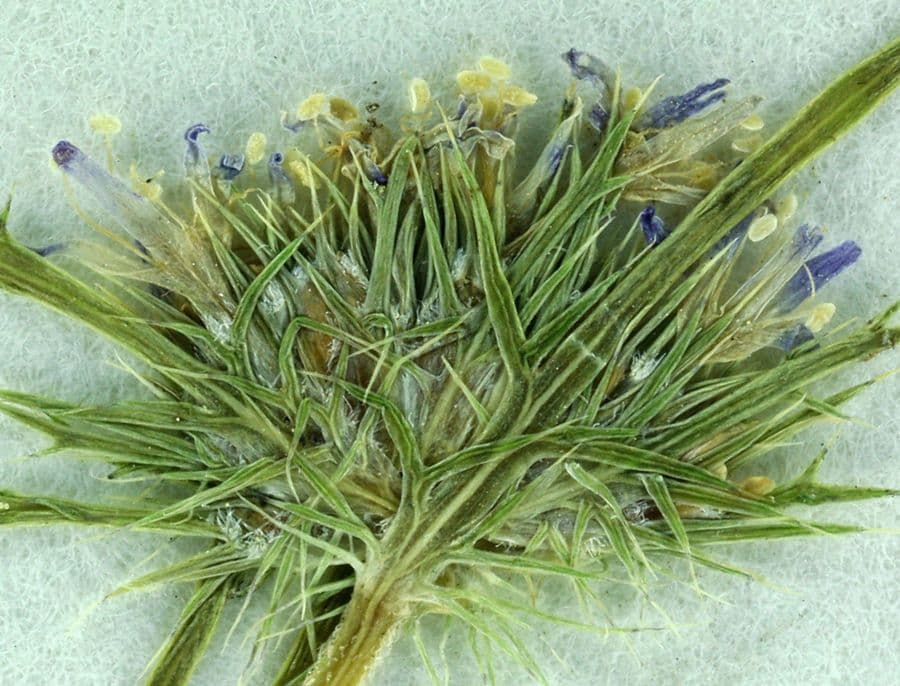 Navarretia 8