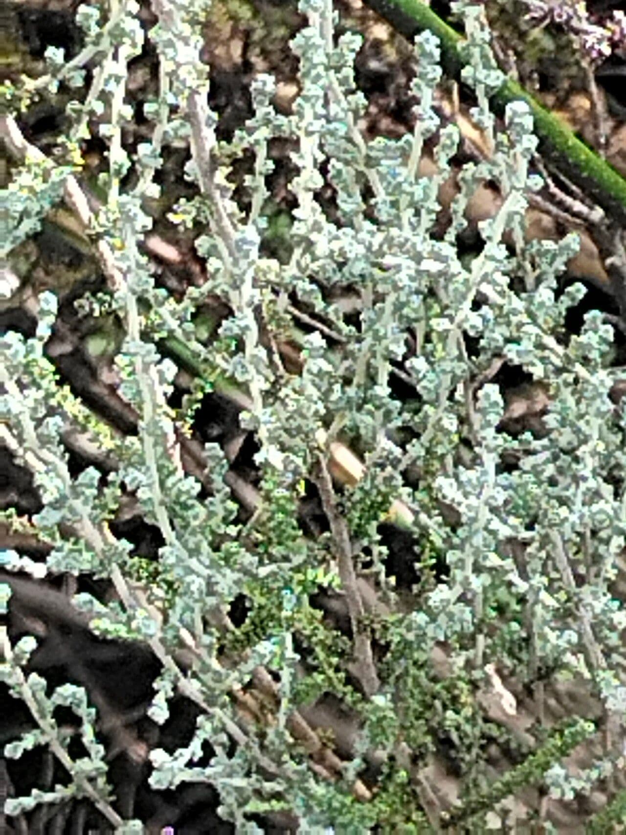 Seriphium plumosum 4