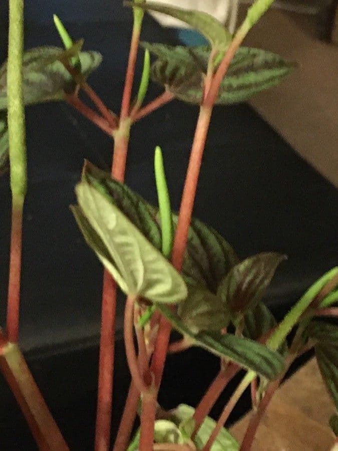 Peperomia a strisce bianche 4