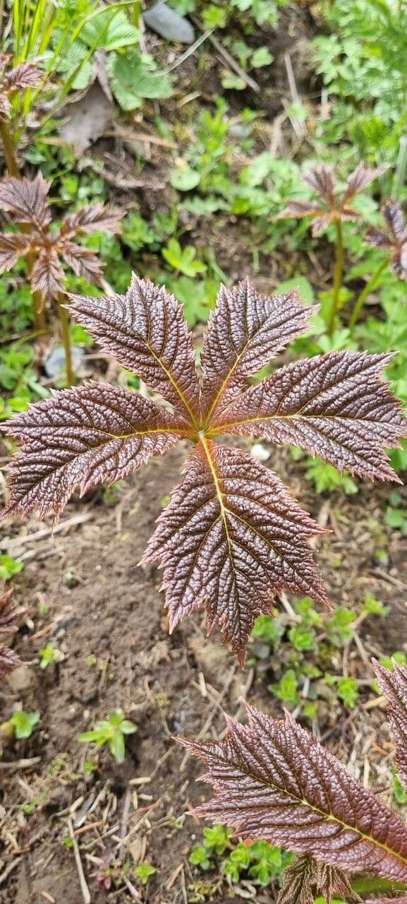 Rodgersia stopkatá 11