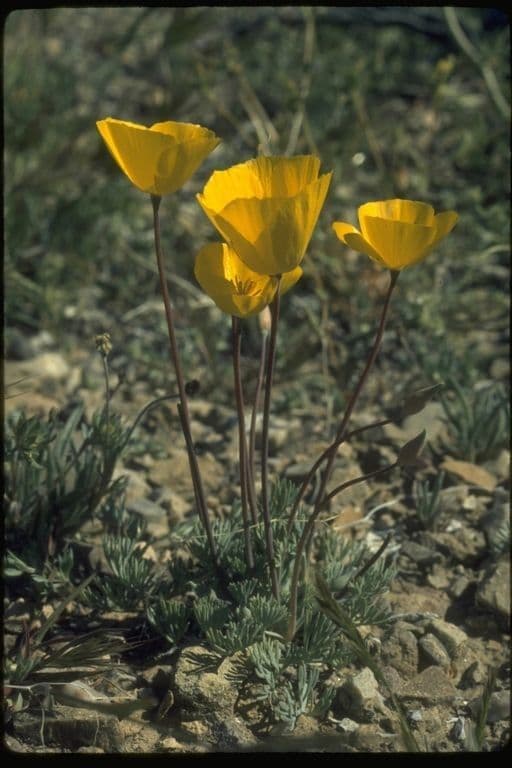 Wüsten-Mohn 9
