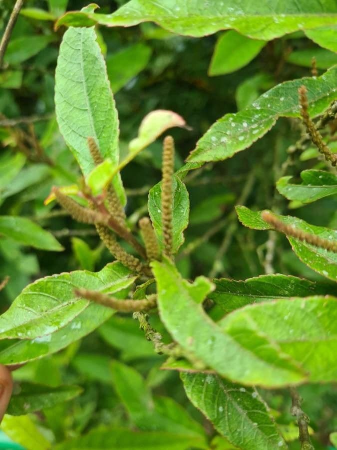 Acalypha