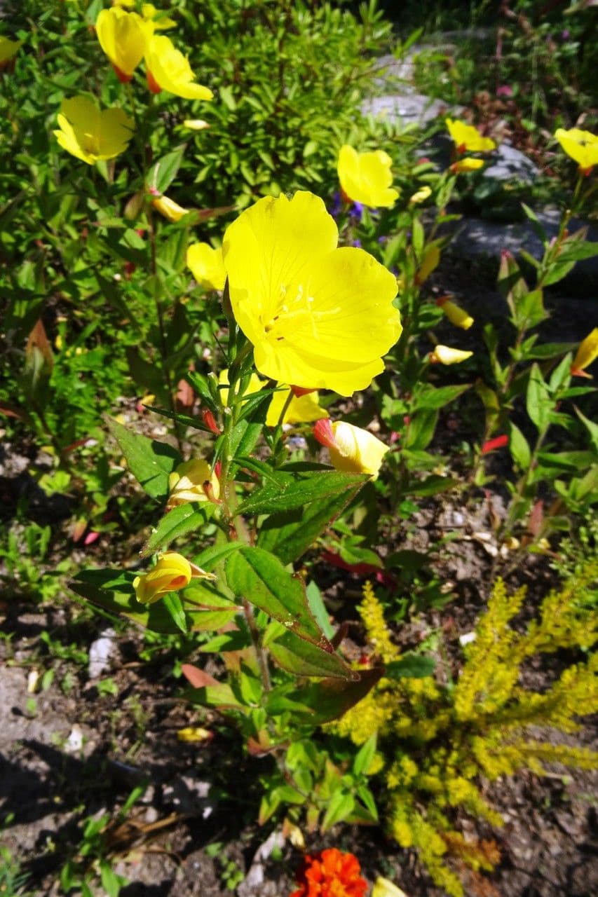 Enagra tetragona 2