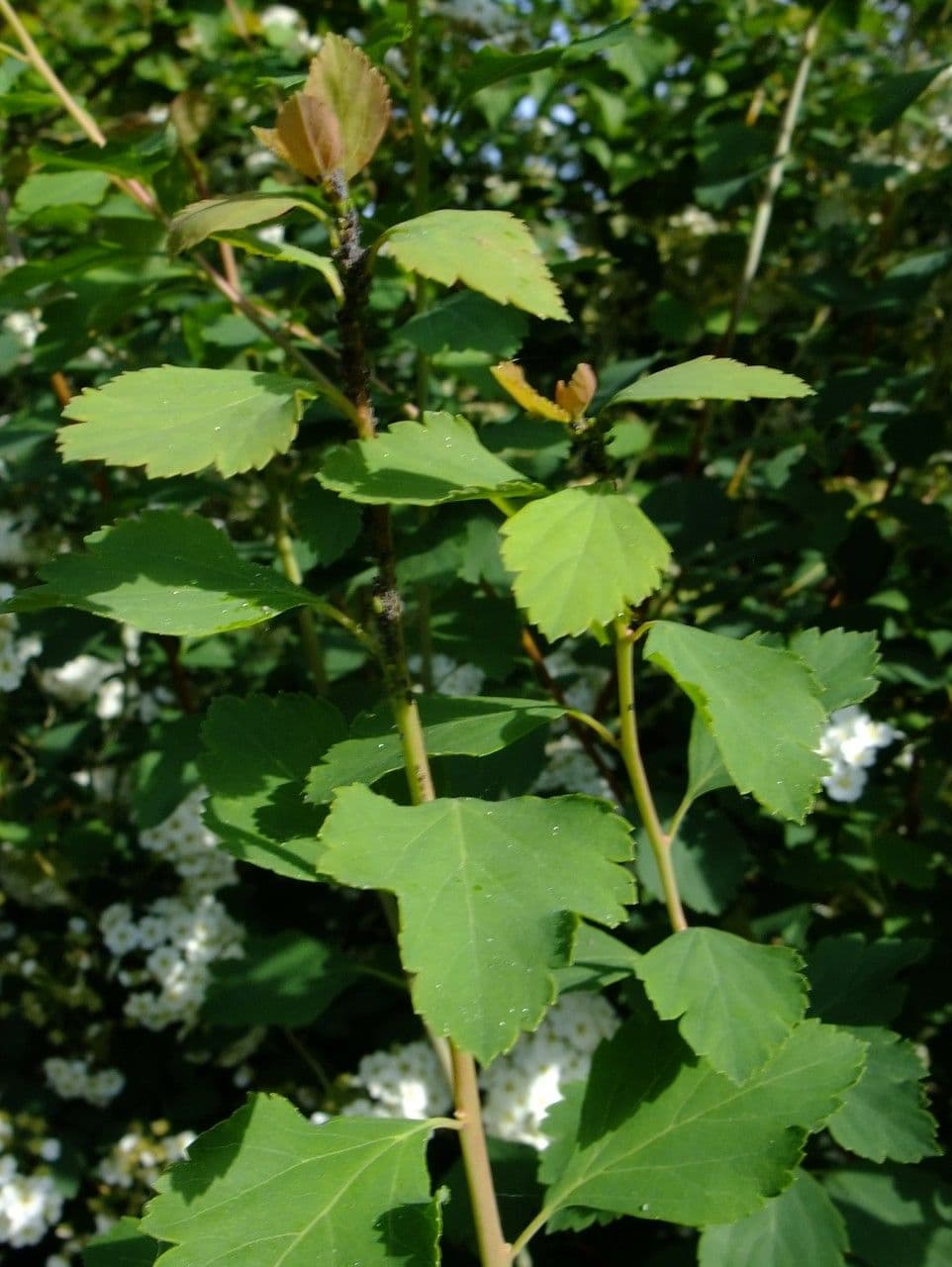 Spiraea ulmifolia 27