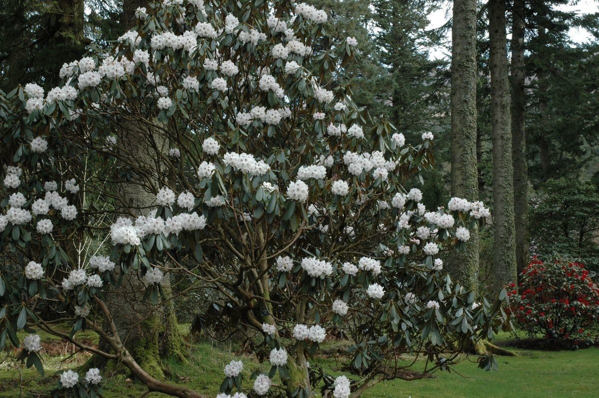 Rododendro 8