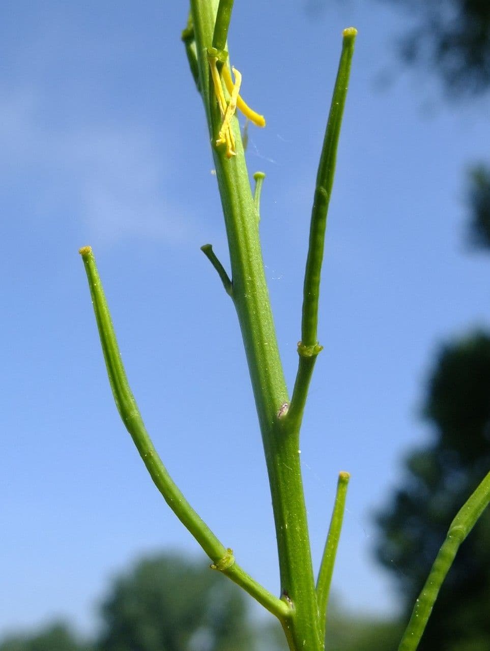 Acker-Senf