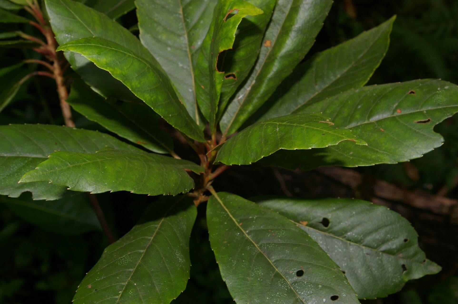 Clethra 8