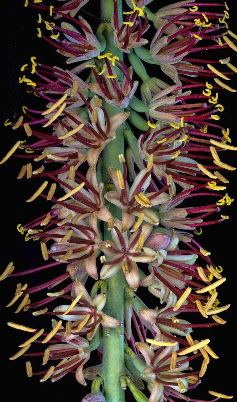 Agave lechuguilla 7