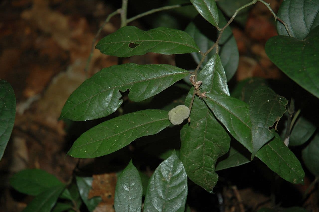 Dichapetalum 4