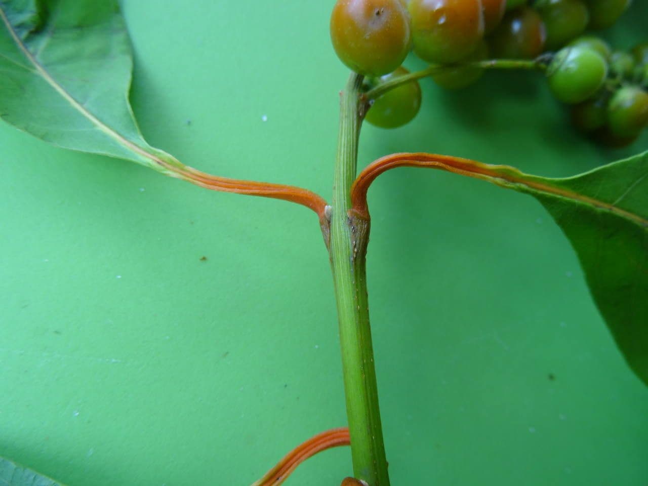 Citharexylum 24
