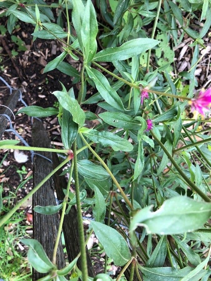 Gomphrena globuleuse 18