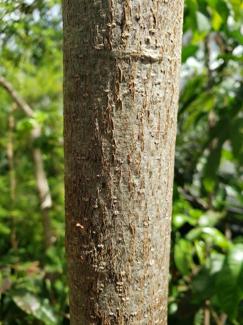 Brachychiton klonolistny 22
