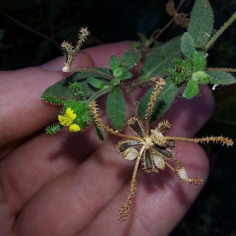 Sigesbeckia orientalis
