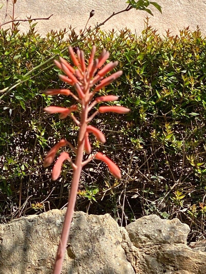 Aloe 2