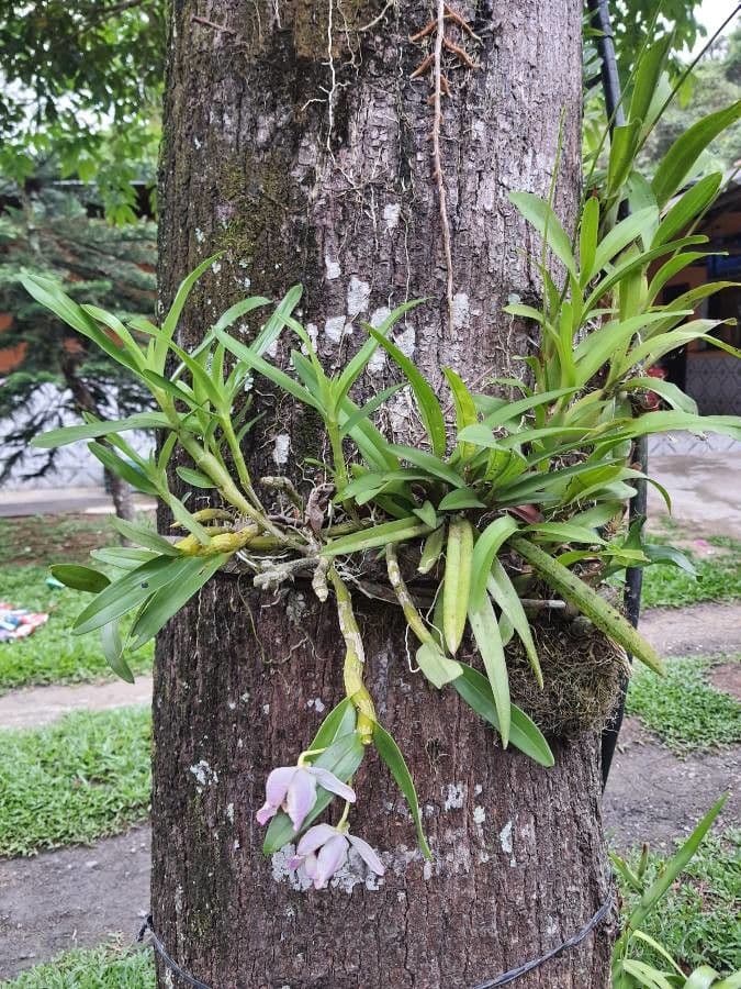 Dimerandra emarginata 11