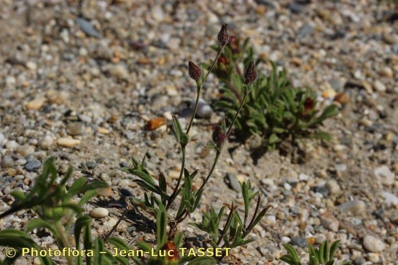 Silene 10