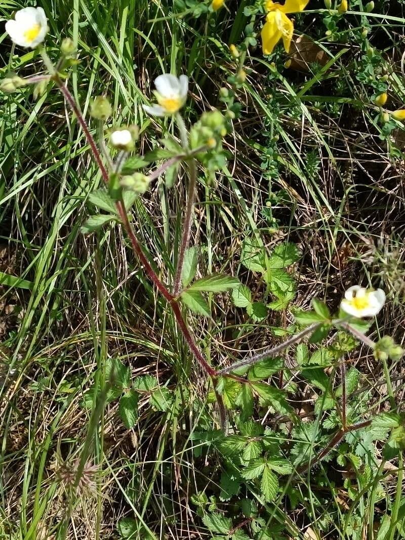 Cinquefoglie rupestre 6