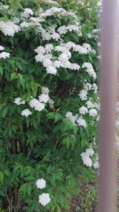 Reeve's spiraea 7