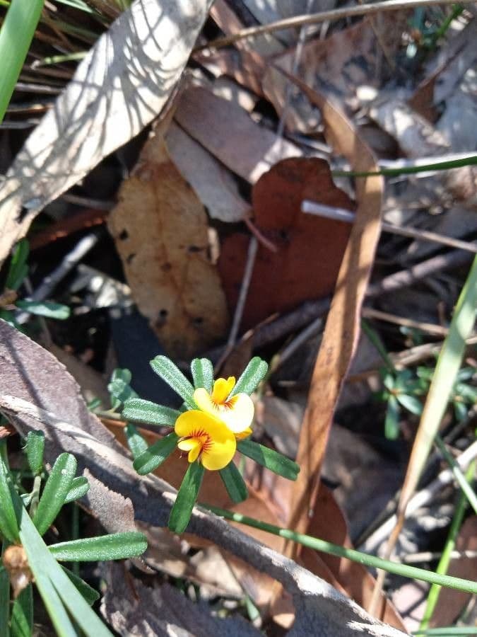 Pultenaea linofilla