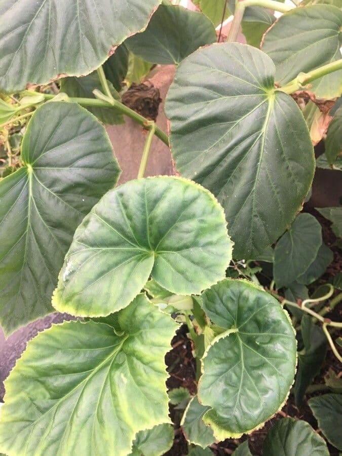 Begonia 4