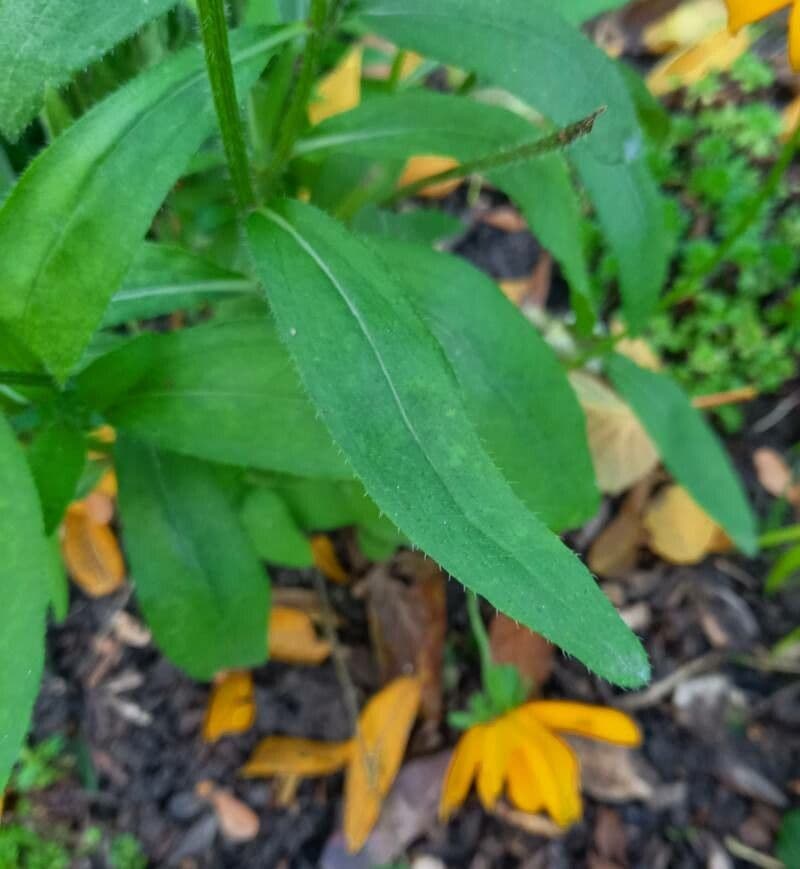 Rudbekia srstnatá 14