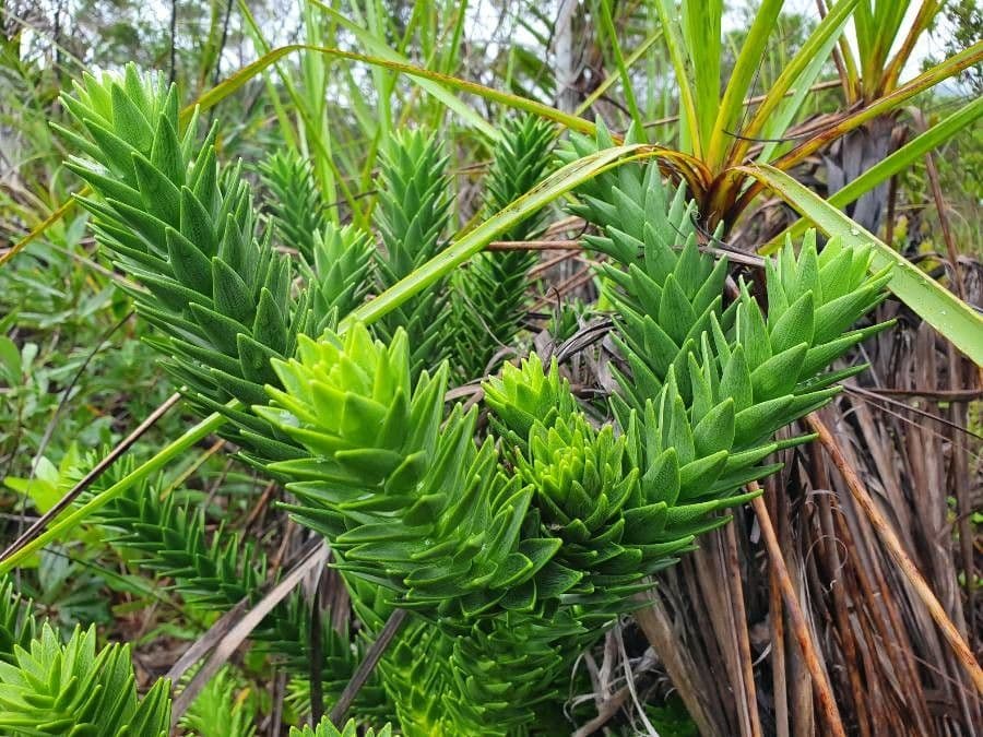 Araucaria 12