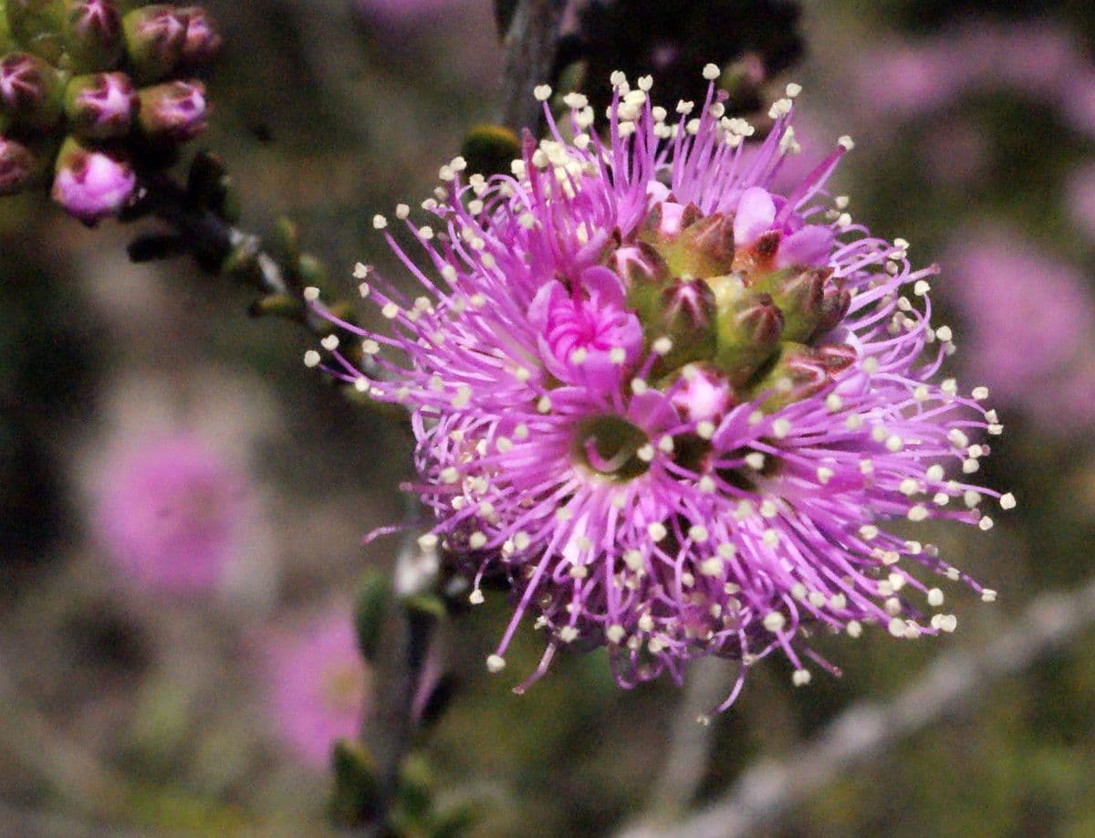 Kunzea 3