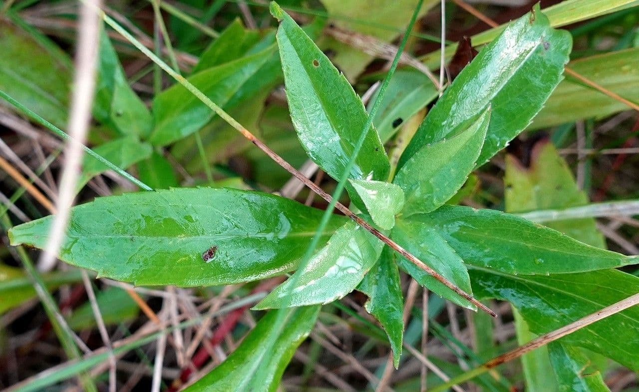 Aster lanceolato 19