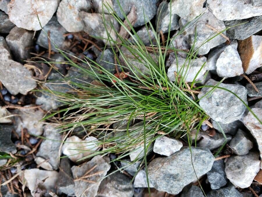 Festuca de hoja variable 15