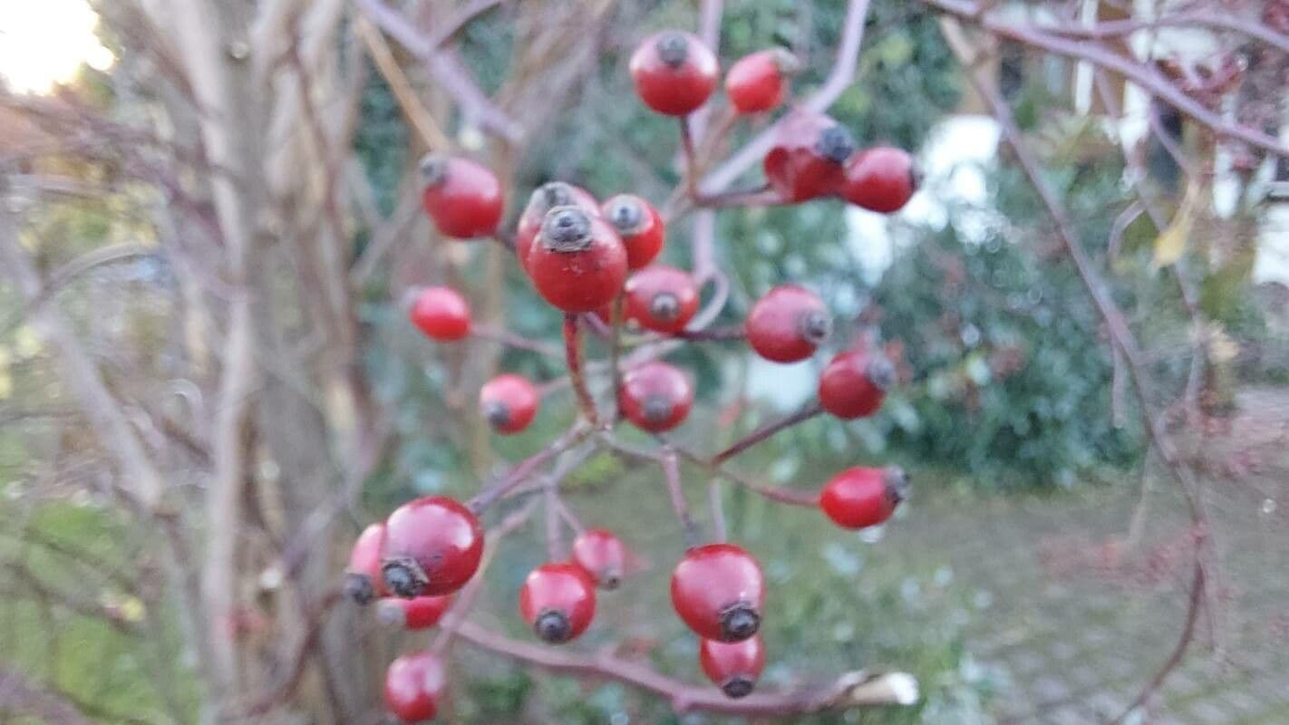 Rosa multiflora 2