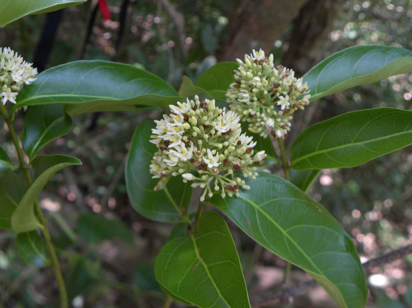 Forsteronia 2