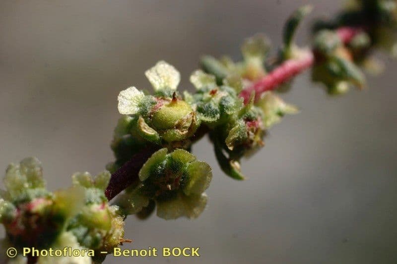Bassia prostrata 2
