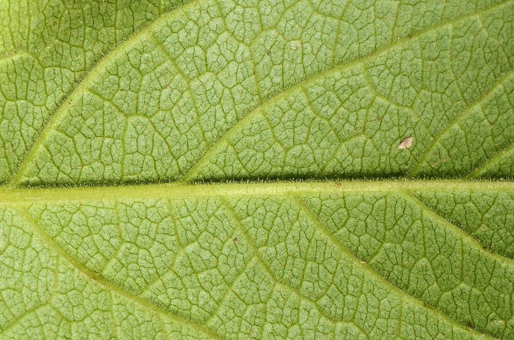 Triosteum perfoliatum 16