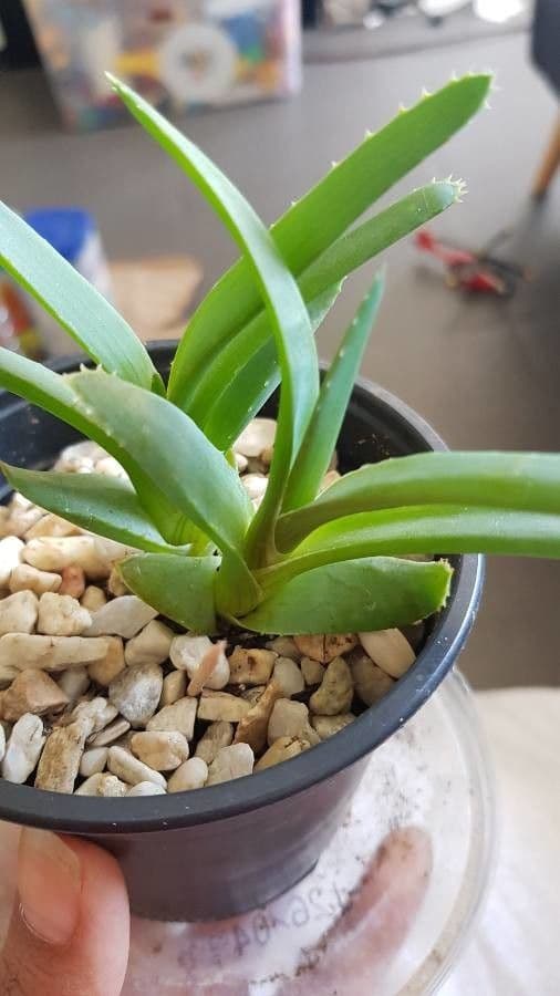 Cheiridopsis 2