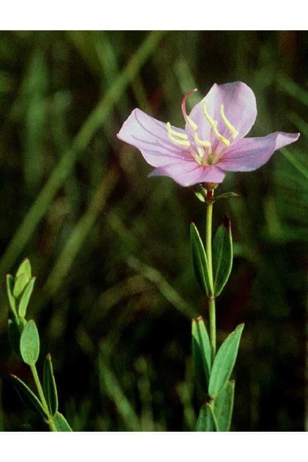 Rhexia alifana 9
