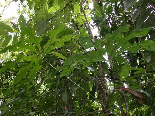 Anthurium 16