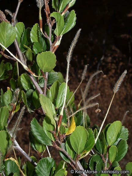Cercocarpus montanus 15