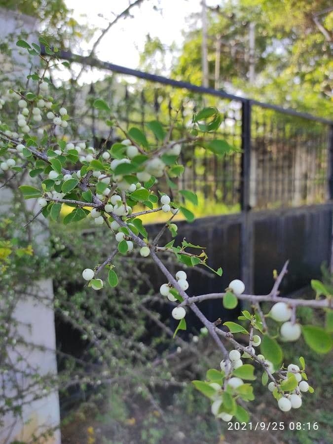 Muehlenbeckia complexa 21