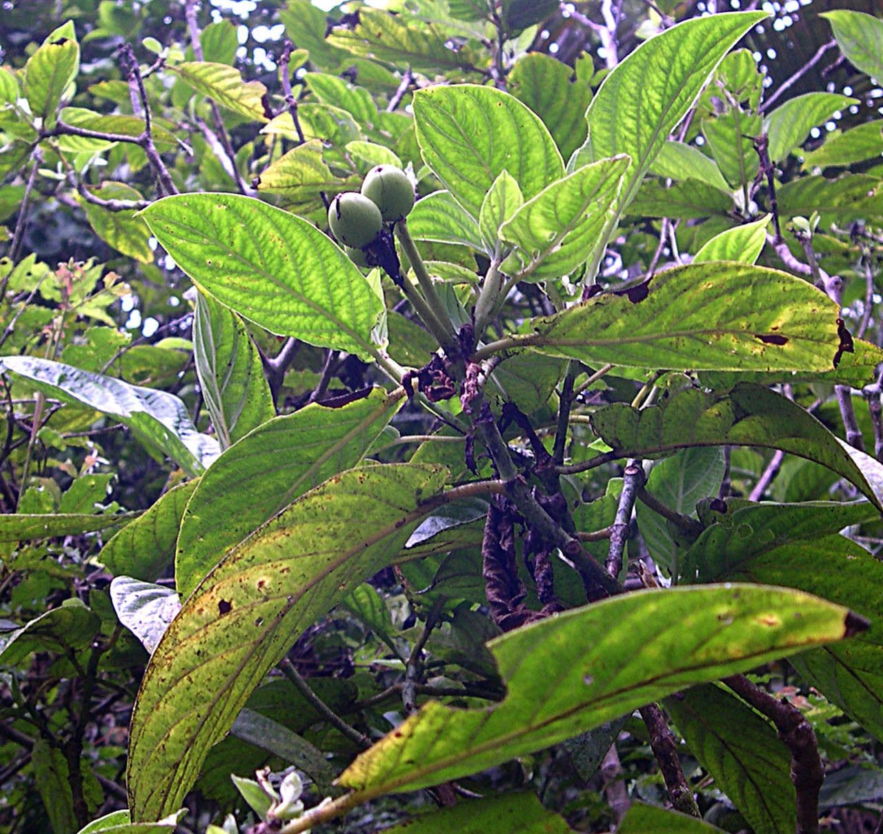 Psychotria 4