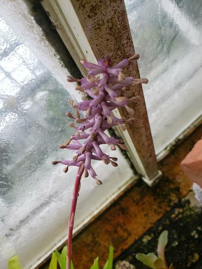 Aechmea