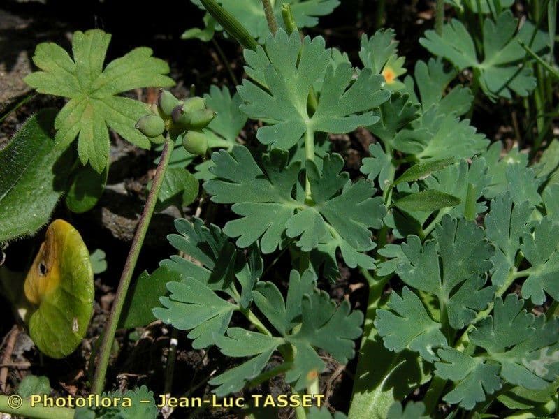 Callianthemum coriandrifolium 21