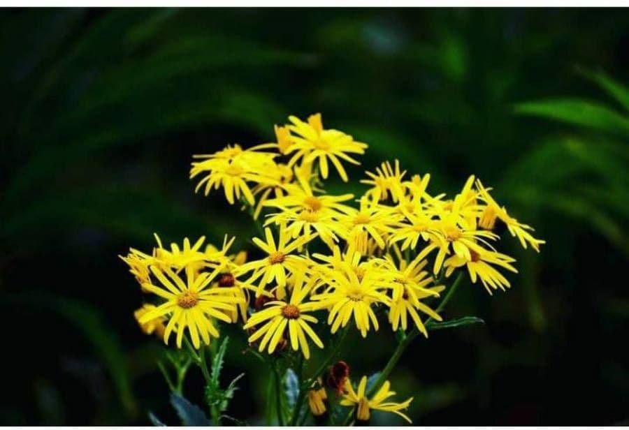 Senecio brasiliano 3