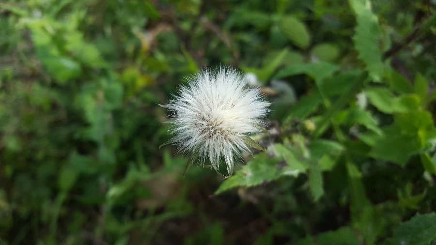 Lechuga amarga 5