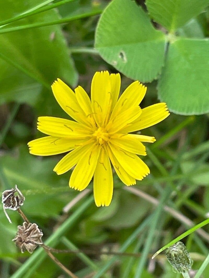 Felsen-Löwenzahn 3