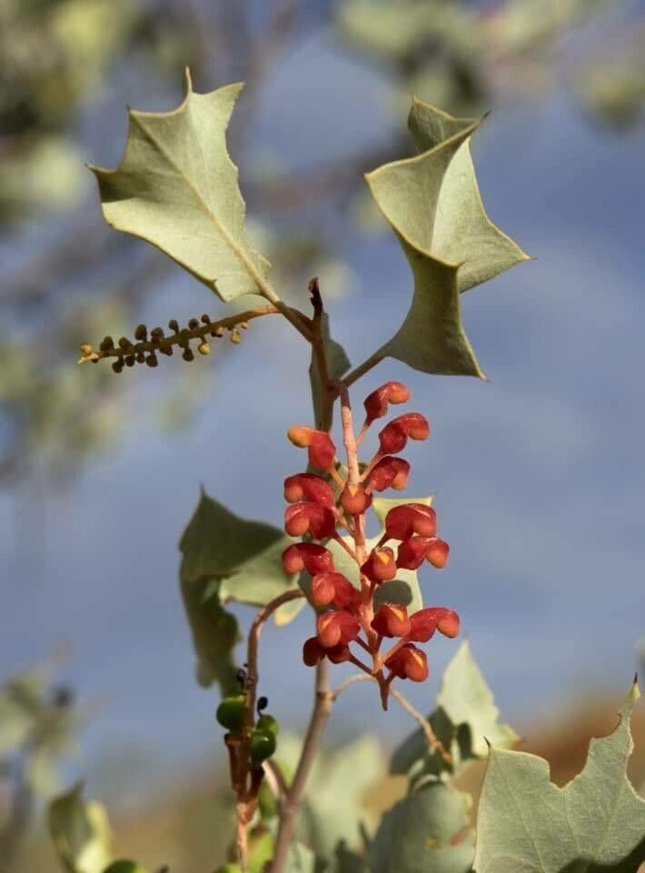 Wickhams Grevillea