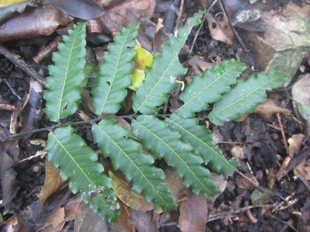 Elattostachys 10
