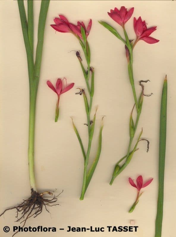 Hesperantha 11