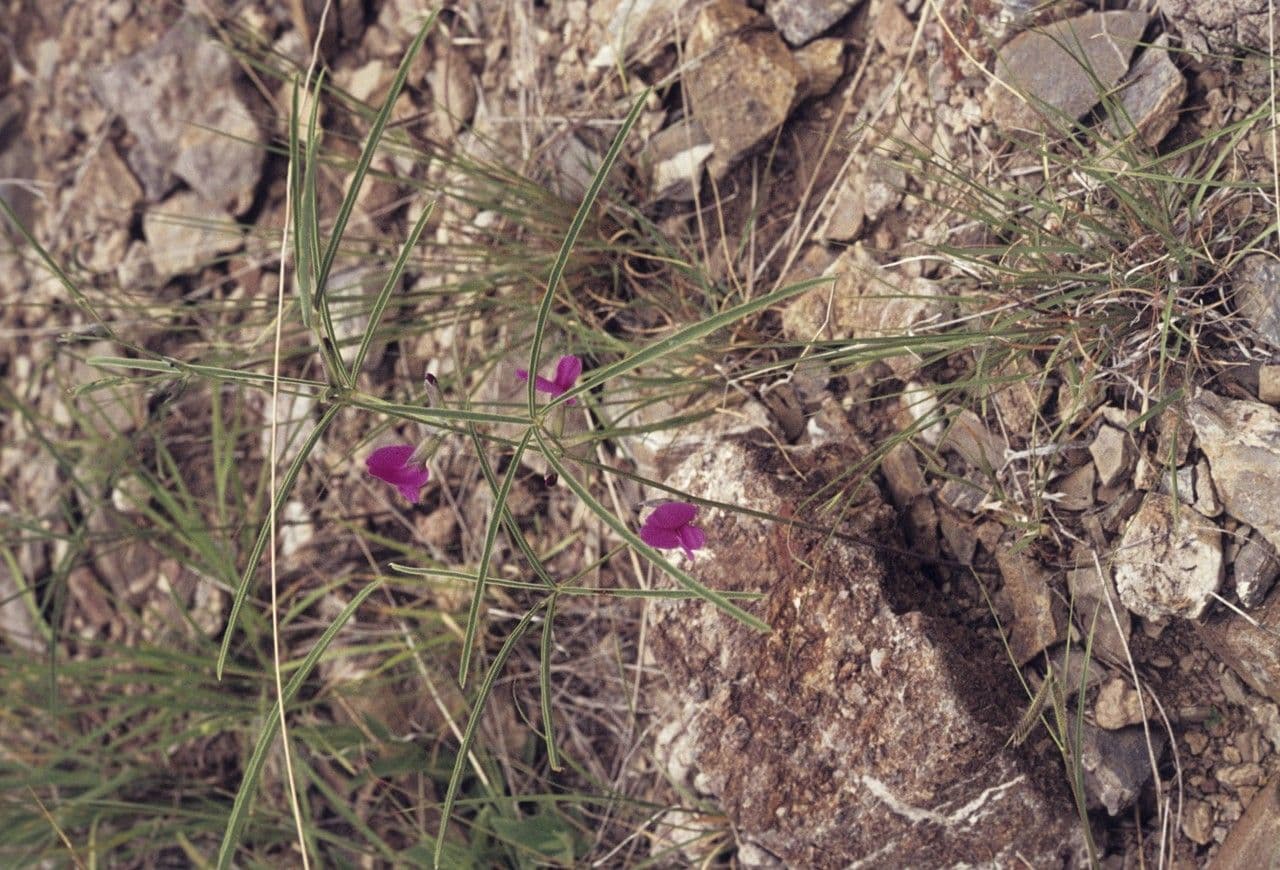 Cologania angustifolia 4
