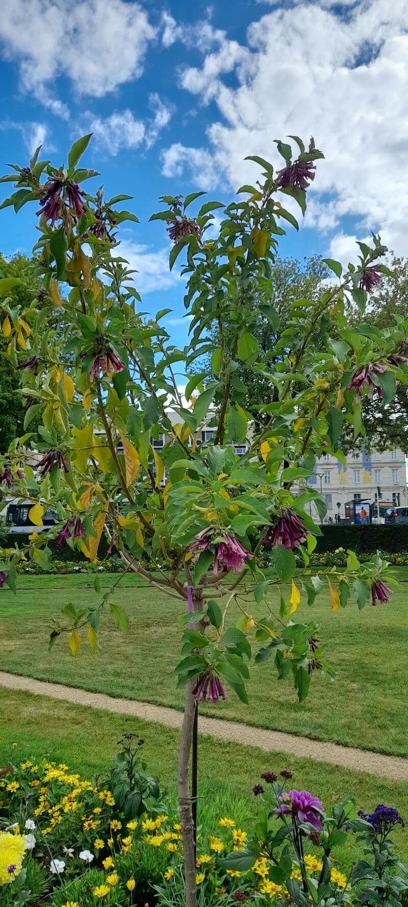 Iochroma 10