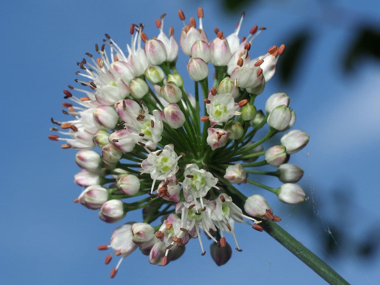 Allium suaveolens 9